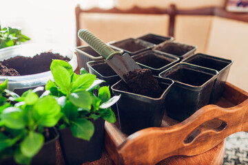 Propagation of bigleaf hydrangeas. Rooted cuttings ready for transplanting at home using soil, pots...