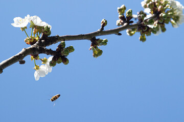 Bee on the cherry tree