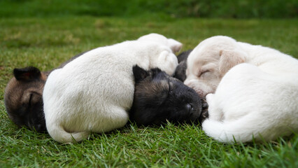 puppies on grass