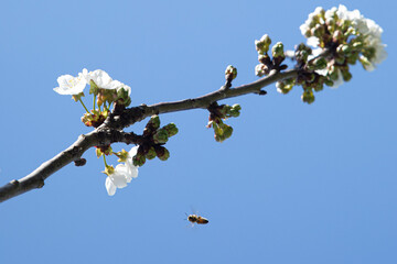 Bee on the cherry tree