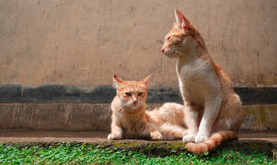 two cats are relaxing