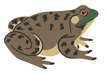 Hand drawn illsutration of American bullfrog Lithobates catesbeianus, Missouri state amphbian symbol. Nature forest swamp animal species, biology zoology environment concept, natural design print