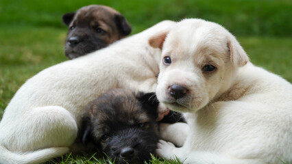 cute puppy looking at the camera