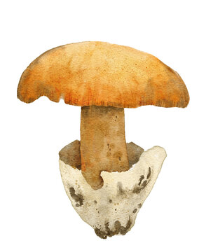 Hand drawn watercolor illustration of  Caesar's mushroom amanita caesarea. Forest wood fungi fungus boletus, woodland autumn fall nature element, poisonous agarics, edible mushroom in beige brown 