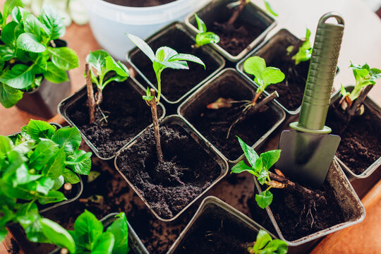 Close up of bigleaf hydrangeas cuttings. Putting young rooted plant in pot. Propagation and transplanting