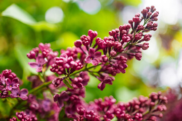 Lilac flowers blooming in the spring garden. Spring lilac flowers. Lilac blooms. Blurred nature background. Floral background. Toned image. 