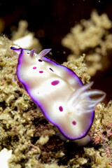 Hypselodoris tryoni nudibranch in Indonesia