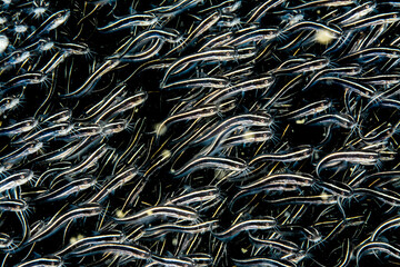 School of stiped eel catfish in an interesting pattern