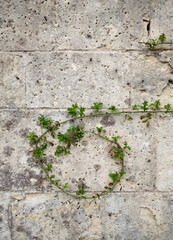 Vine on wall