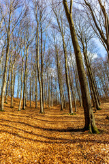 Frühlingsspaziergang durch die wunderschöne Vorderrhön zwischen Bernshausen & Urnshausen -...