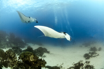 Two reef mantas swimming in the blue