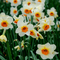 White and yellow daffodil flowers