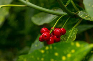 close up red berries of a tree on background of green leaves. nature, background