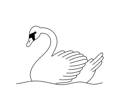 Vector isolated one single swimming swan in water  colorless black and white contour line easy drawing