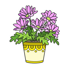 Gerberas or daisies in pot color variation for coloring book isolated on white background