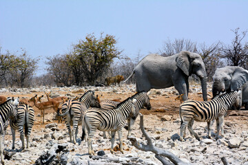 Obraz premium Etosha, Namibia, September 19, 2022: Elephants with zebras and antelopes standing on stones. Under the trees, a lion in the background