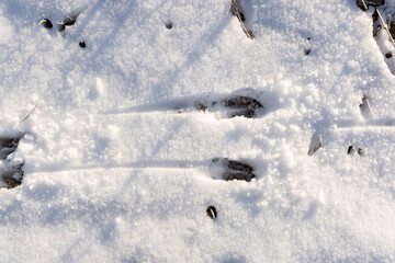 Whitetail deer tracks in the snow.