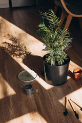 Transplanting a home pot into another pot. Preparing for transplanting a flowerpot green decorative palm on the floor with shadows. Top view, selective focus