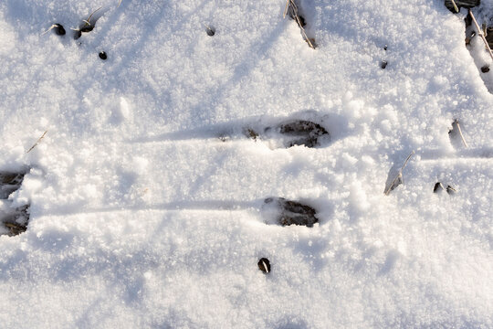 Whitetail deer tracks in the snow.