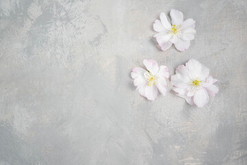 White flower cherry blossom on a grey background postcard spring wallpaper