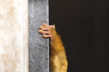 Monkey's hand