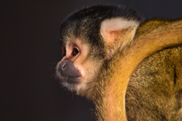 Squirrel monkey