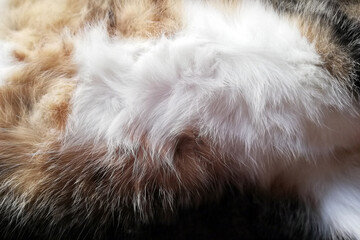 white cat hair soft belly