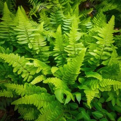 Naklejka na ściany i meble Green leaves tropical foliage plant bush of Wart fern ai generated
