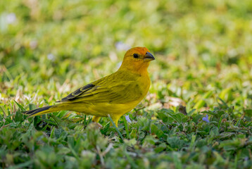 Saffron Finch - Sicalis flaveola, beautiful yellow perching bird from Latin America gardens, bushes and woodlands, Panama City, Panama.