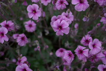 Purple flowers