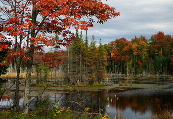 maple tree and marsh in autumn colours