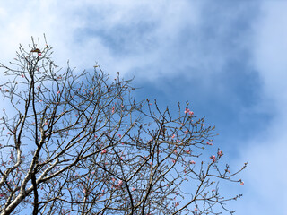 The clear sky and cherry trees in winter