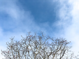 The clear sky and cherry trees in winter