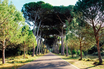 Natural landscape in the Park of San Rossore. Travel destination and tourist attraction in Tuscany, Italy.
