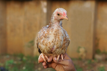 chicken in hand