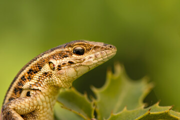 Closeup  Beautiful lizard in the garden