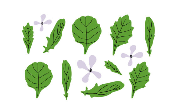 Garden rocket or arugula leaves with flowers vector illustration. Food illustration.