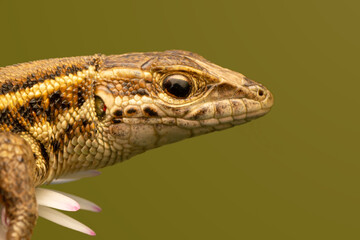 Closeup  Beautiful lizard in the garden