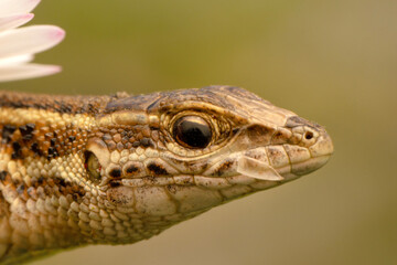 Closeup  Beautiful lizard in the garden