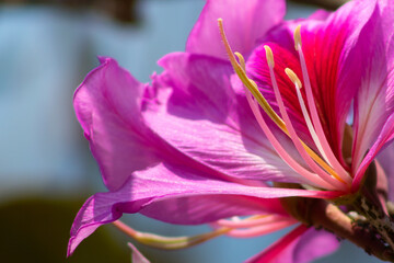 close up of a flower