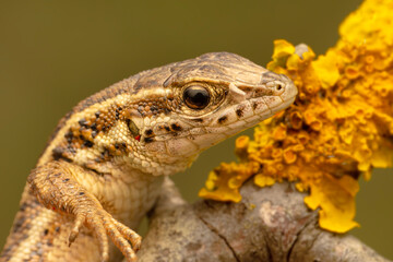 Closeup  Beautiful lizard in the garden