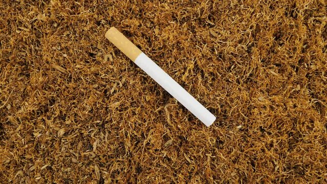 Filter cigarette and tobacco. Chopped leaves of authentic tobacco. View from above