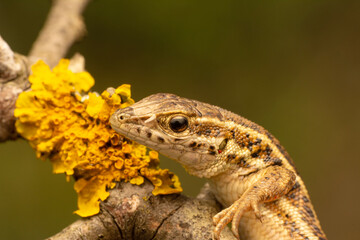 Closeup  Beautiful lizard in the garden