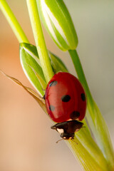 Macro shots, Beautiful nature scene.  Beautiful ladybug on leaf defocused background