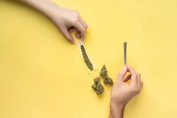 Joints with medical marijuana in the hands of a girl and a guy, next to them are cannabis buds, paper and a filter.  On a bright yellow background
