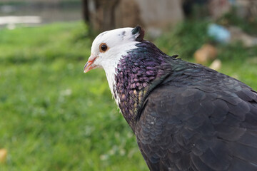 Close-up portrait of a beautiful pigeon with a crest on the back of its head