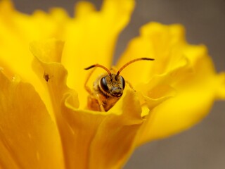 a bug in an orange flower