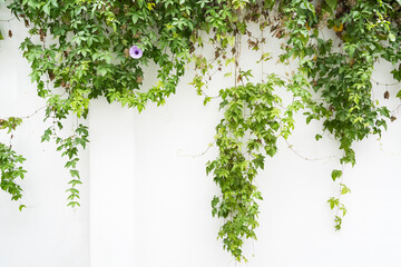 Obraz premium green wall with morning glory for background