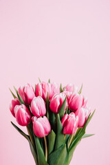 Beautiful fresh tulip flowers in full bloom against pink background. Copy space for text. Spring blooms.