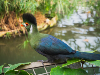 Portrait of African colorful bird, Knysna Turaco, Tauraco corythaix. Close-up, white crested rare exotic lourie. In the farm of crocodiles at Pierrelatte